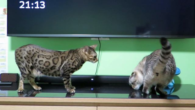 Мататаби под музыку