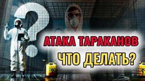 Атака тараканов в Новосибирске, Что делать?