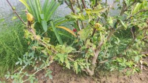 ОДИН День ЮЖанки в саду!