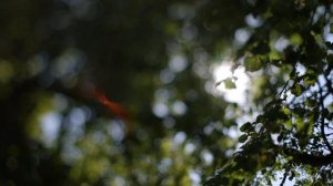 Уникальный визуал | TTartisan Tilt 50mm F1.4 Sony E