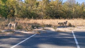 И снова стая лепших друзей зоошизы возле Мегашколы Воронежа