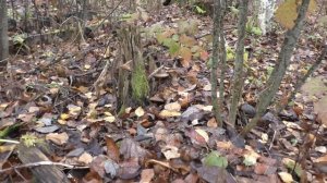 ВЫШЛИ С малышом НА ПРОГУЛКУ и НАБРАЛИ ГРИБОВ!