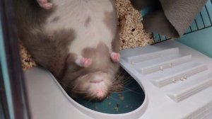 крыс маргарин чешется лёжа