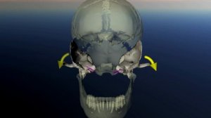 Височные кости. Дисфункция