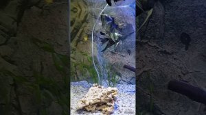 Video_20240616233306693_by_Filmigo