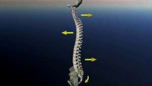 Позвоночник