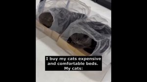 Забавные коты