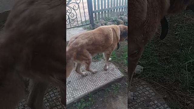 #собака #гулять #осень #живём #деревня