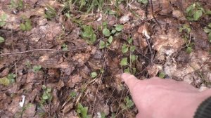 СЕМЕЙНЫЙ ПОХОД В ЛЕС ПО ГРИБЫ! Набрали грибов вдоволь! НАШЛИ СВОЮ ПОЛЯНУ ГРИБОВ И ПОПАЛИ ПОД ДОЖДЬ!