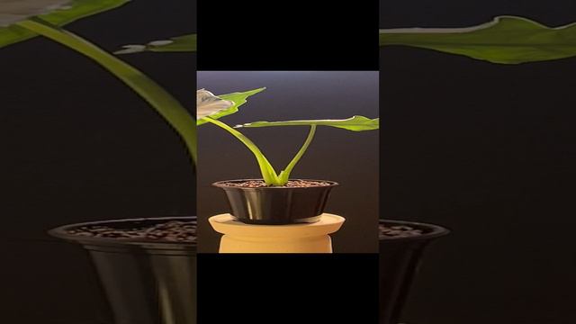 Алоказия хетерофилла / Драгон Бреф