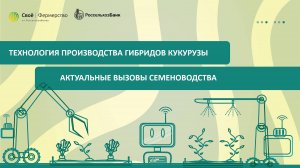 Технология производства гибридов кукурузы, актуальные вызовы семеноводства