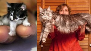 Эти кошки попали в книгу рекордов Гиннеса!