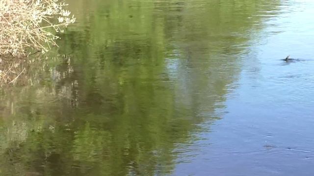 ВЕЧЕРНИЙ КЛЁВ РЫБЫ НИКТО НЕ ОТМЕНЯЛ! Рыбалка на поплавок! РЫБАЛКА НА УДОЧКУ!