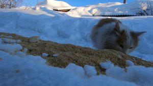 Котеночек 29032022