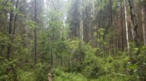 Время в туман