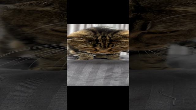ЧЕССИ🐯НАБЛЮДАЕТ