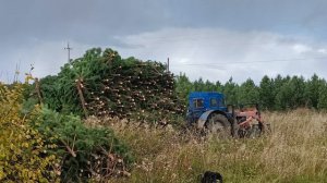 Сocнa новогодняя оптом от заготовителя. Отгрузка с делянки. ☎️+79127762018