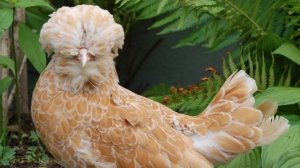 Подарили инкубационное яйцо Падуанов #куры #птица #инкубация #падуан