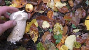 КАК ЖИВЁТ НАШ МАЛЫШ! Утренняя прогулка с МАЛЫШОМ в заброшенный сад! Нашли грибы!