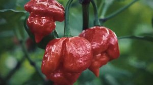 10 САМЫХ ОПАСНЫХ РАСТЕНИЙ УБИЙЦ