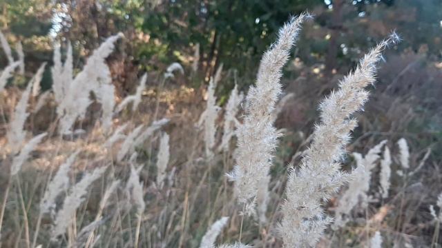 Предмет : оркестр | 2 курс | Музыкальное звукооператорское мастерство