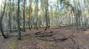 Танцующий лес в Рязанской области