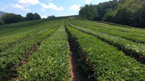 Эти места стоит посетить в Сочи. Советуем.