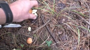 ПОШЛИ ПОЛЯНЫ ГРИБОВ! Семейный поход по грибы! Грибы и лес!