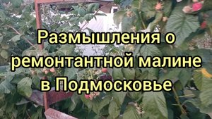 Ремонтантная малина в Подмосковье баловство или удачное решение.