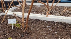 Закладка малины на корень