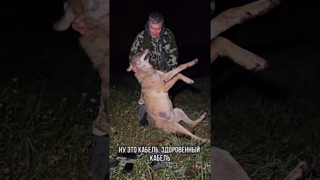 Еле добыл такого волка 🐺