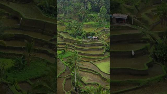 Рисовые террасы Тегаллаланг на острове Бали. Tegallalang Rice terraces in Bali  #убуд #bali #ubud