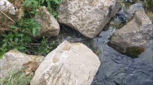 Water Snakes In A Creek