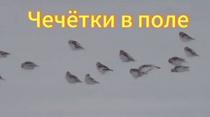 Большая стая чечёток в поле вдоль дороги. Птица чечётка. Тогучинский район Новосибирская область.