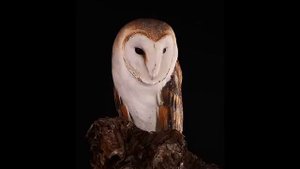 Cuentos y Leyendas de Honduras - La Lechuza.