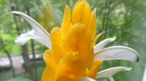 Комнатные цветы и рассада