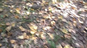 С БАБУШКОЙ В ЛЕС ПО ГРИБЫ! ГРИБОВ МНОГО НО БАБУШКА Расстроилась!