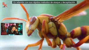 RUBIUS REACCIONA A LA PICADURA MÁS DOLOROSA DEL MUNDO (AVISPA VERDUGO)