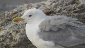 Чайка хохотунья. Взрослая птица  ( Larus cachinnans )