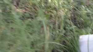 ВОЛШЕБНЫЙ САД! В брошенном яблочном саду ПОЛНО ГРИБОВ! По грибы в сад!