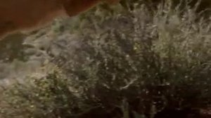 Пума делает прыжок