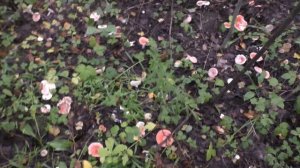 НЕ СПАЛОСЬ! ВСТАЛ РАНО УТРОМ И УШЁЛ ПО ГРИБЫ! Грибы всаду!