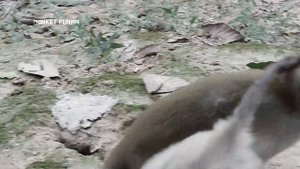 Terrible attacked/ Baby was terrible attacked by big monkey, Baby terrible hurt