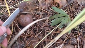 ЗАЕХАЛ В ЗАПРЕТНУЮ ЗОНУ В ЛЕС И НАБРАЛ БЕЛЫХ ГРИБОВ! Это какая-то АНОМАЛИЯ! Ноябрь 2022 грибы!