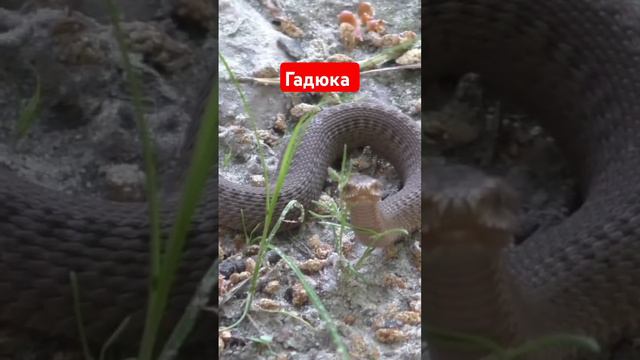 Гадюка змея