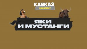 Кавказ накормит: яки  и мустанги