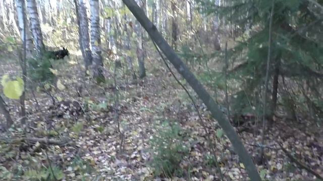 Прогулка с МАЛЫШОМ и СБОР БЕЛЫХ ГРИБОВ! Насобирал КОРЗИНУ БЕЛЫХ ГРИБОВ!