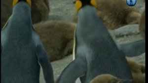 В мире животных с Николаем Дроздовым 2012 г Выпуск - 7