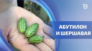 На станции юных натуралистов заплодоносили экзотические тропические растения
