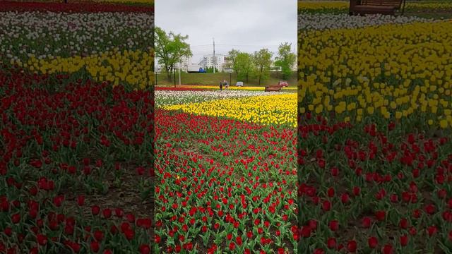 Цветы на улицах Белгорода. Flowers on the streets of Belgorod. #белгород #belgorod